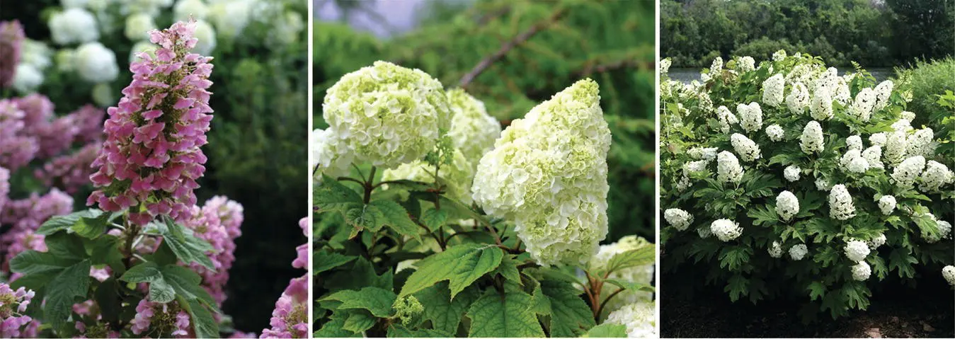 Figure 18 Photographs of some commercial cultivars of Hydrangea quercifolia - фото 10