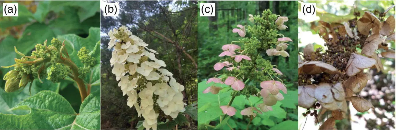 Figure 16 Stages of floral development a young flower bud b full - фото 8