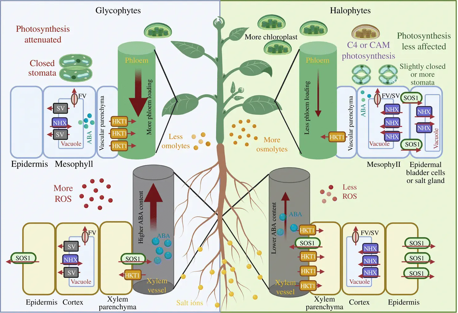 Figure 21 Schematic illustration shows comparison of ion homeostasis and - фото 4