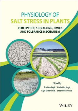 Неизвестный Автор Physiology of Salt Stress in Plants обложка книги