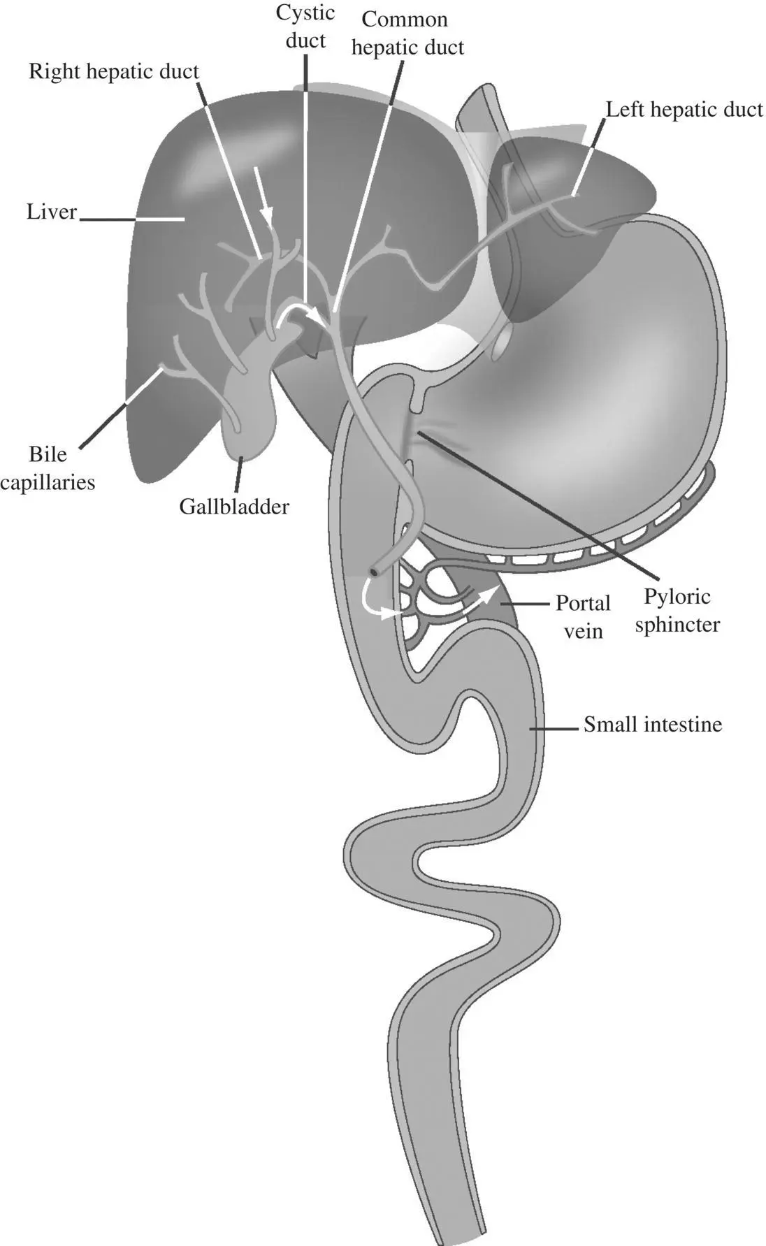 Figure 15 Enterohepatic recirculation of a parent drug or a metabolite - фото 43