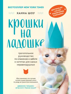 Ханна Шоу Крошки на ладошке. Трогательное руководство по спасению и заботе о котятах для самых неравнодушных обложка книги