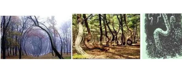 Фото 2 Искривления стволов деревьев в аномальных зонах СантаКруз - фото 2