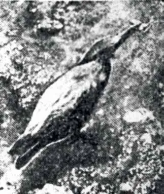 3 Улов Можно не сомневаться в природе много еще незамеченных или - фото 14