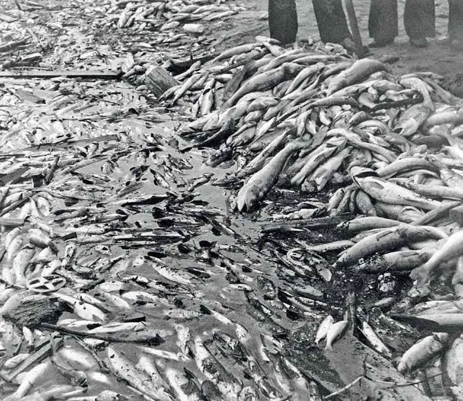 А под Воронежем эта беда случилась Местное море сооруженное несколько лет - фото 26