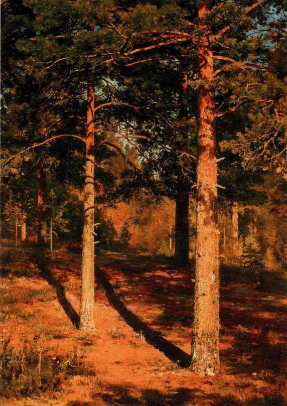 Сосны освещенные солнцем Этюд 1886 Холст масло 102 х 702 см - фото 69