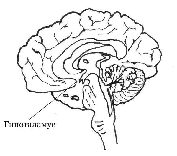 Гипоталамус основной отдел головного мозга связанный с регуляцией - фото 3