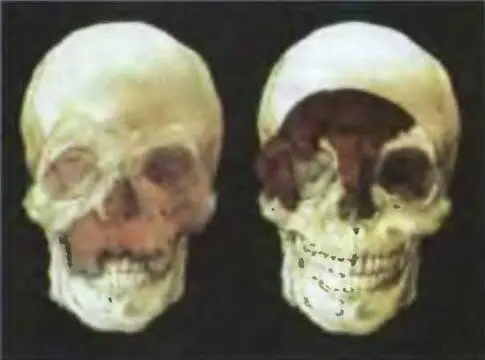 Череп Homo antecessor заметно напоминает череп анатомически современного - фото 15