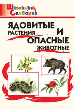 М. Сергеева Ядовитые растения и опасные животные. Начальная школа обложка книги