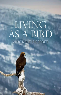 Vinciane Despret Living as a Bird обложка книги