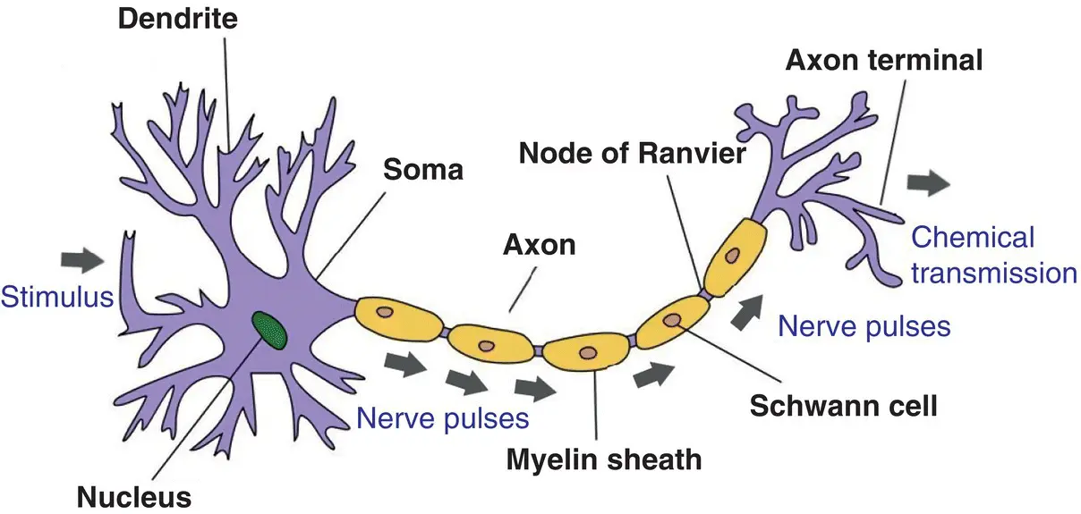 Figure 16 Structure of a neuron Figure 17 The head layers from brain to - фото 10