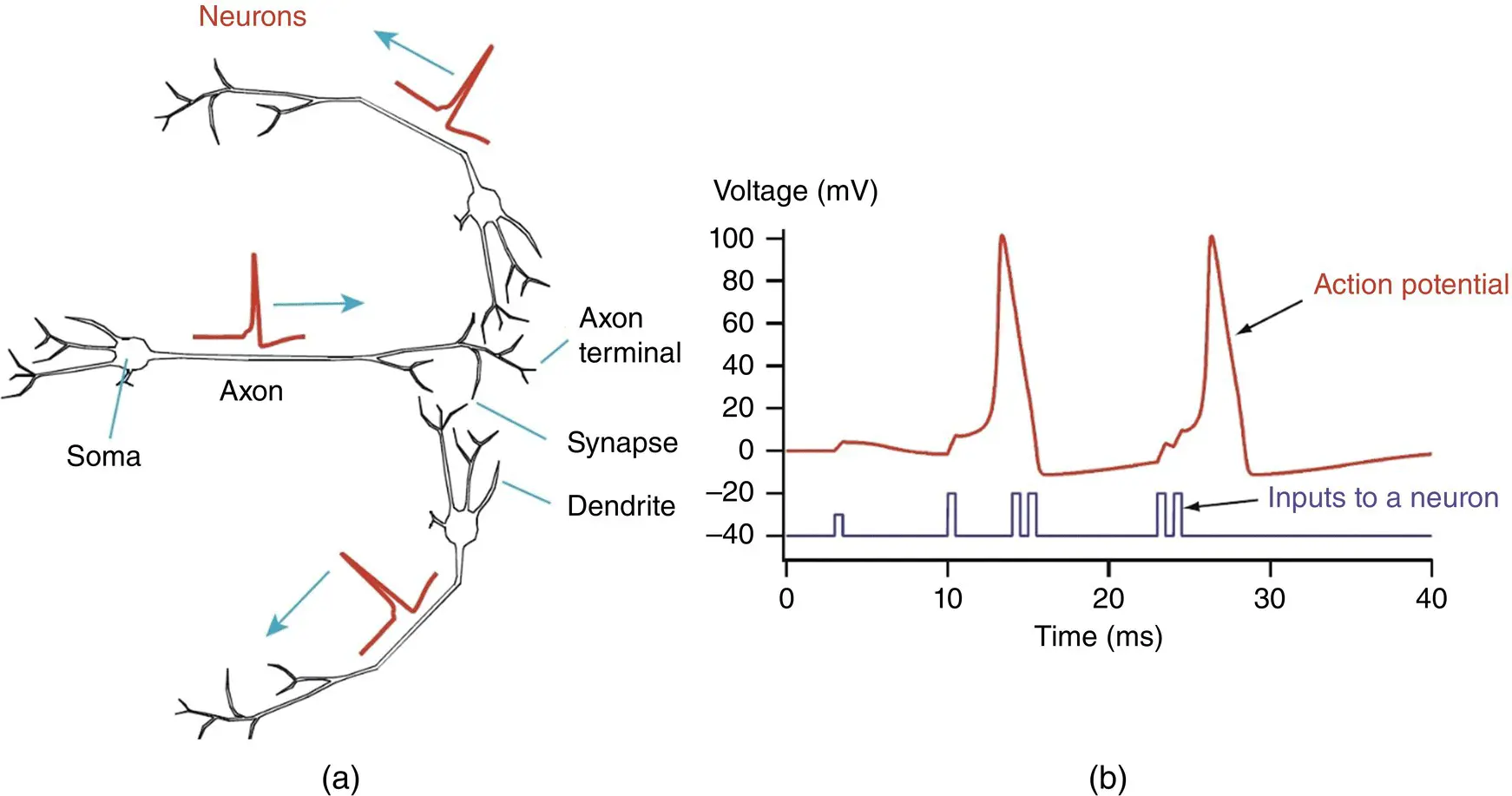 Figure 31 a A network of three neurons that exchange electric signals - фото 27