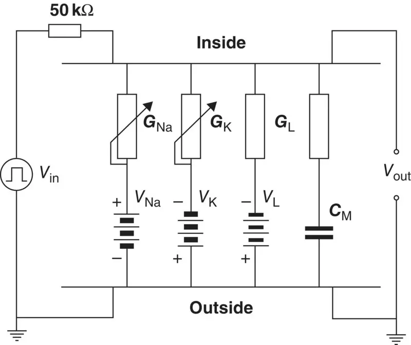 Figure 314 The Lewis membrane model 57 3511 Lewis Membrane Model - фото 127