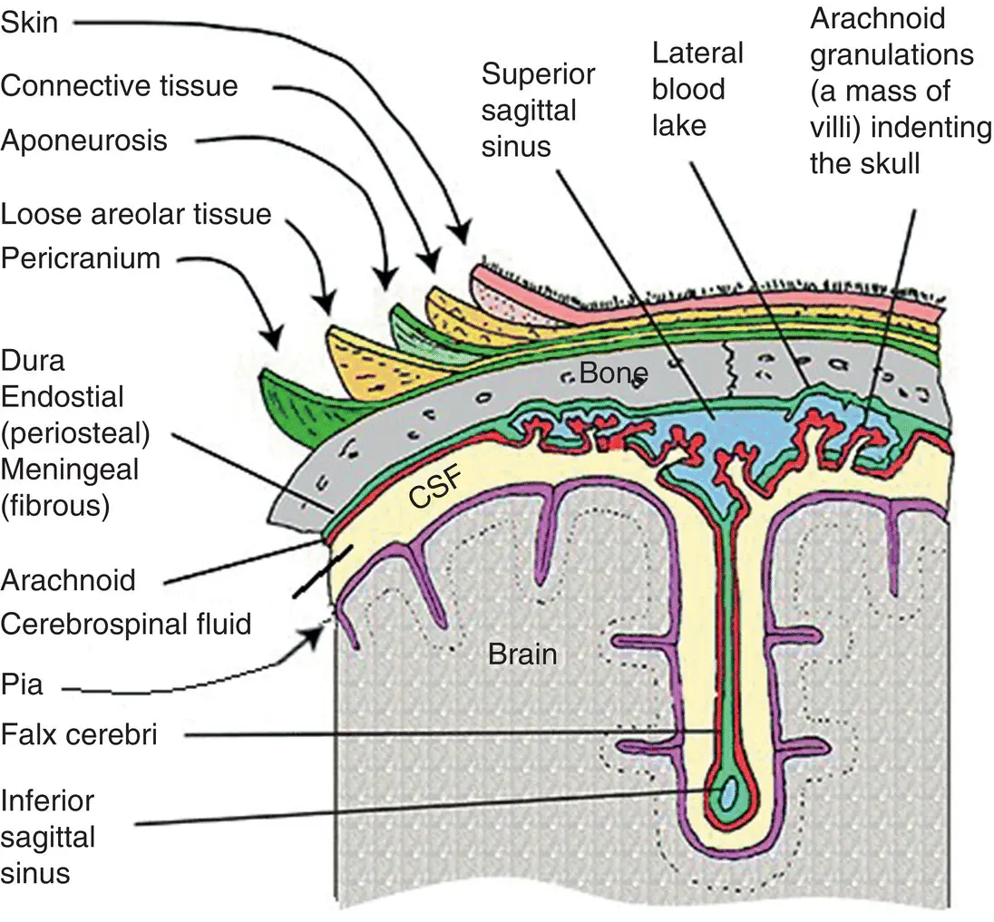 Figure 17 The head layers from brain to scalp Differences of electrical - фото 11