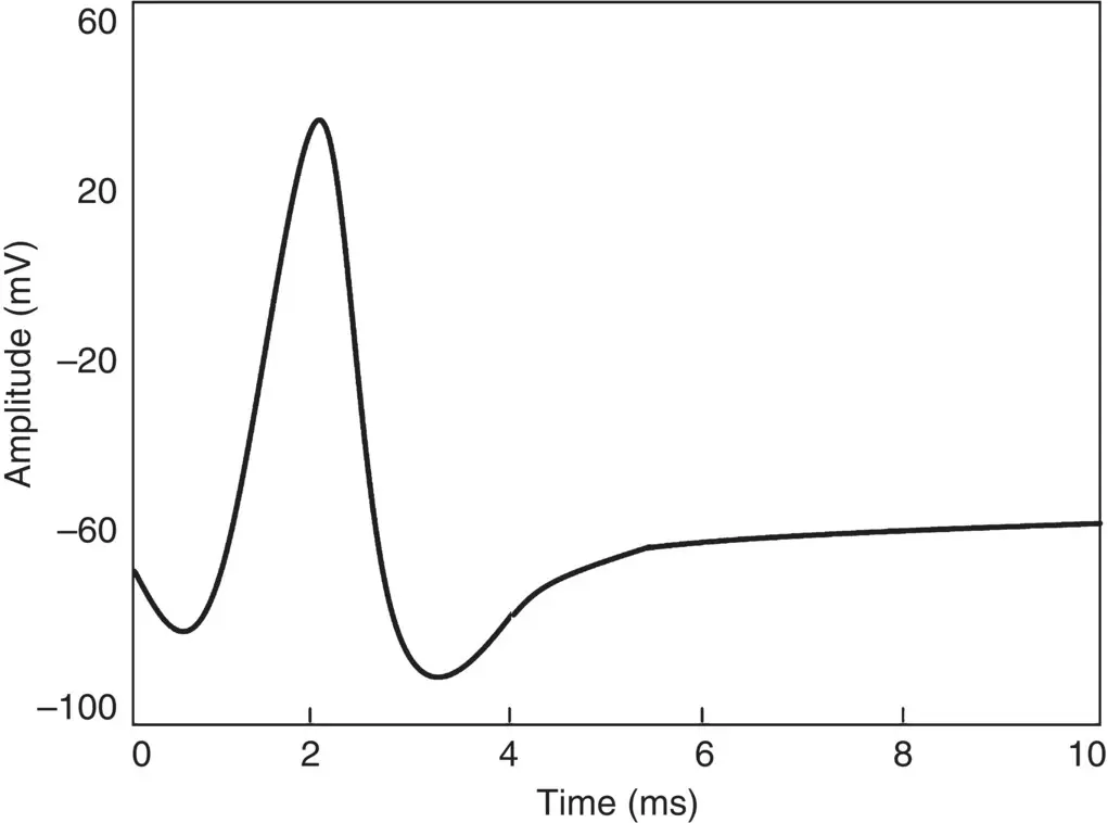 Figure 14 An example of an AP The conduction velocity of APs lies between 1 - фото 9