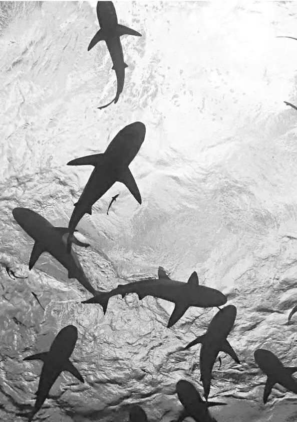 Акулы в океане anas sodki shutterstockcom Вступление Человек кусает - фото 1