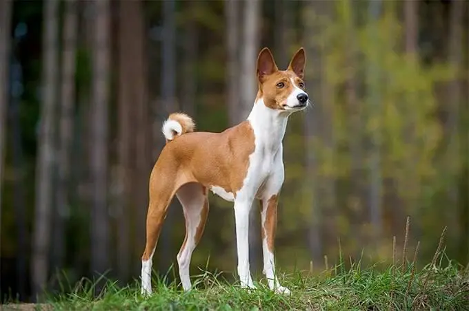 Фото dogtimecom Басенджи небольшая изящная собака Отличительные - фото 21