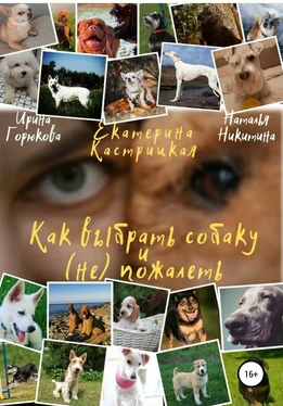 Наталья Никитина Как выбрать собаку и (не) пожалеть обложка книги