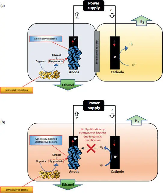 Figure 14 A conceptual schematic showing anodic ethanolfermentation using - фото 6