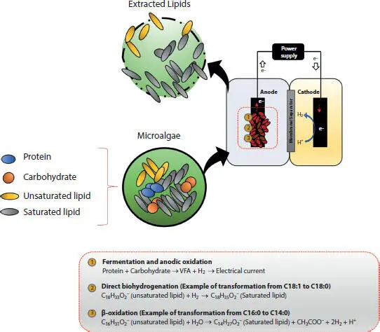 Figure 15 A conceptual schematic showing lipid extraction from microalgae - фото 7