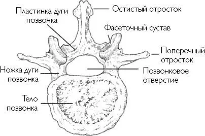 Атлант и эпистрофей Атлант и эпистрофей С1 и С2 это первые два позвонка в - фото 6