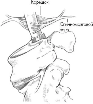 Подробнее о периферической нервной системе Тело разумно делит периферическую - фото 10