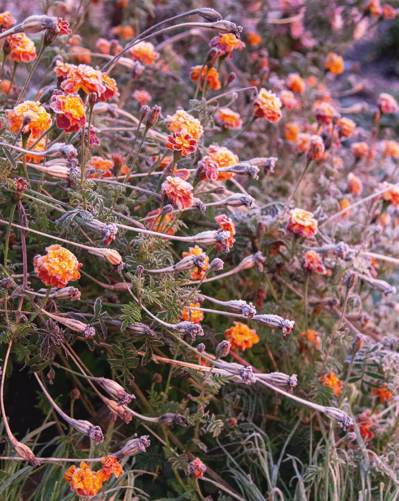 Die erste frostige Nacht hat die Gartenblumen draußen verzaubert Drinnen - фото 26