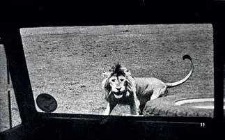 Львы примерно в тех же местах специально встречи с автомобилем не ищут - фото 97