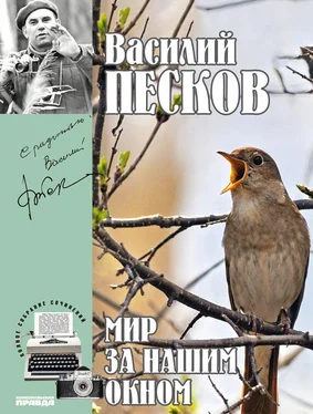 Василий Песков Полное собрание сочинений. Том 8. Мир за нашим окном обложка книги