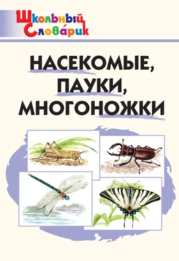 Мария Сергеева Насекомые, пауки, многоножки. Начальная школа обложка книги
