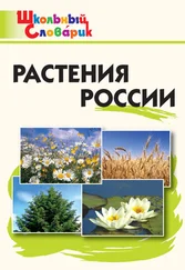 Наталия Васильева - Растения России. Начальная школа