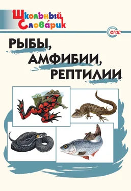 Татьяна Доспехова Рыбы, амфибии, рептилии. Начальная школа обложка книги