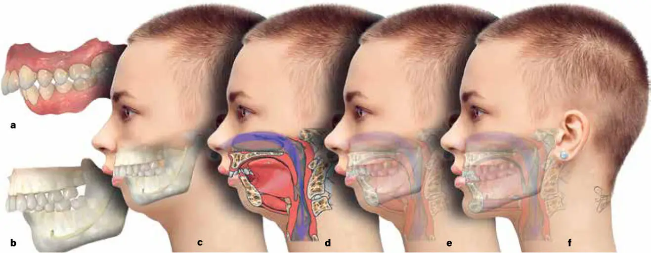 FIG 112 How various anatomical layers are interpreted a View of how a - фото 18