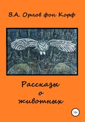 Валерий Орлов фон Корф - Рассказы о животных