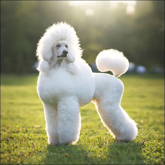 Photograph by Anton Maltsev 123 RF FIGURE 21The Poodle There are three - фото 27