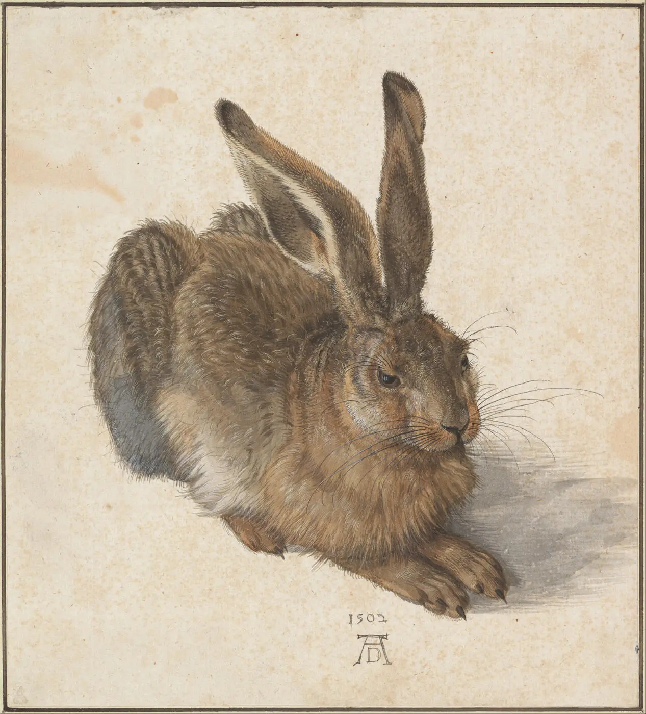 Abb 3 Feldhase von Albrecht Dürer Abbildung Wikipedia Ist die übliche - фото 4