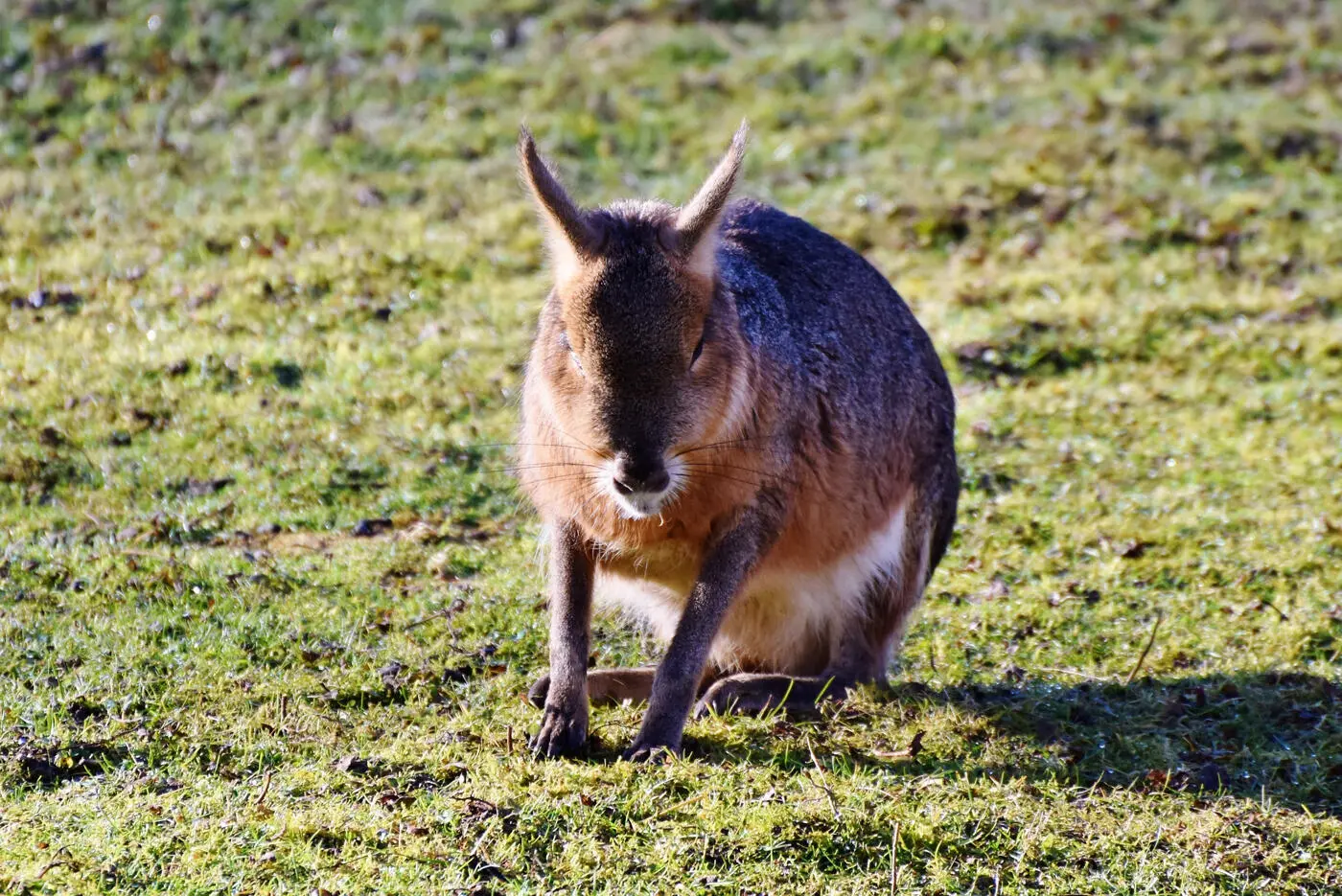 Abb 2 Ein zoologischer Hase Foto pixabay Sucht man eine englische - фото 3