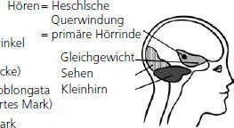 Abb 12 rechts Die Hörrinde Physiologie des Hörens Unter Physiologie des - фото 34