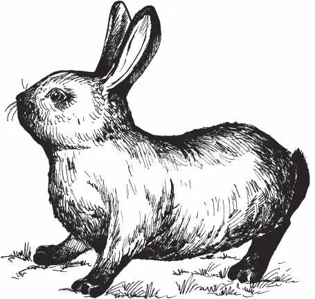 Рисунок 9 Советский мардер Новозеландская белая Новозеландская белая это - фото 12