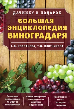 Анастасия Колпакова Большая энциклопедия виноградаря обложка книги