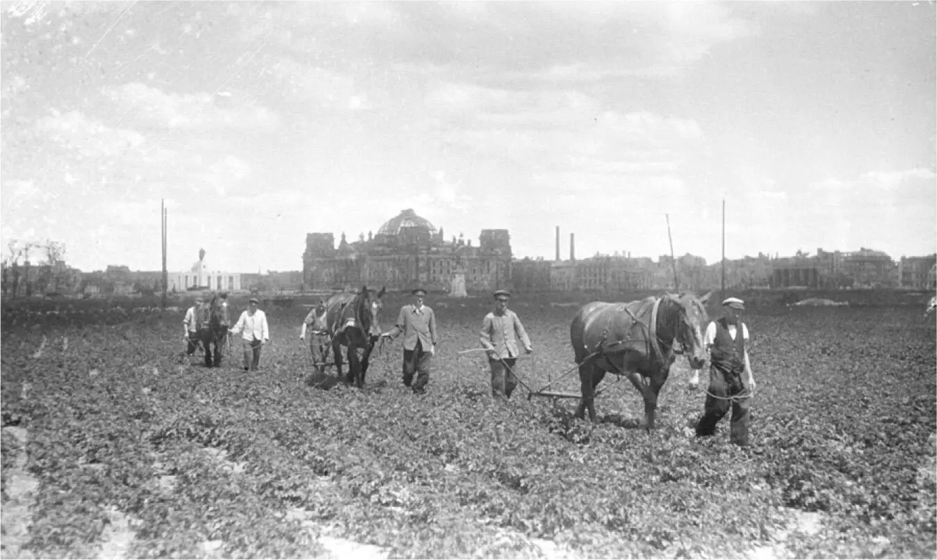 Abb 1Der Berliner Tiergarten als landwirtschaftliche Nutzfläche Juli 1946 - фото 3