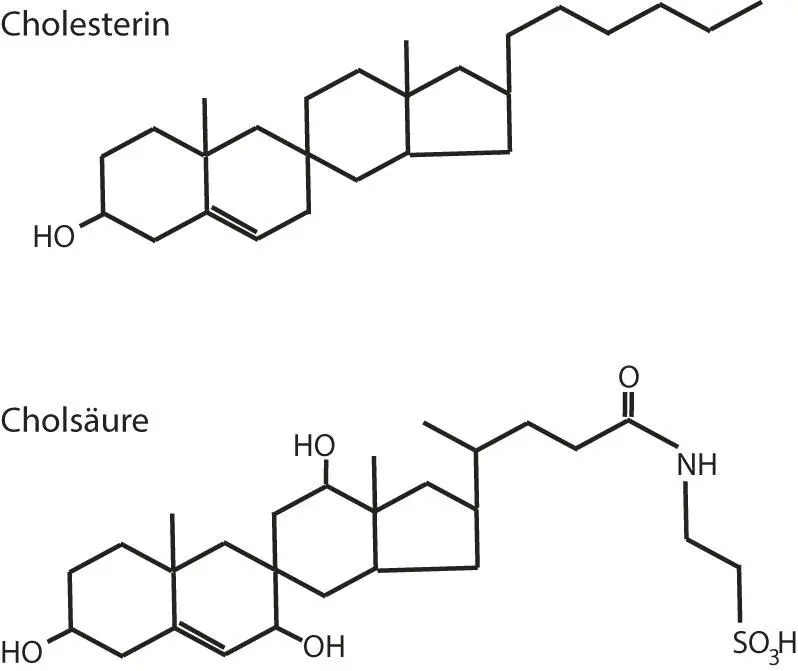 Abb 14 Cholesterin wird in der Leber zu Gallensalzen wie z B Cholsäure - фото 6