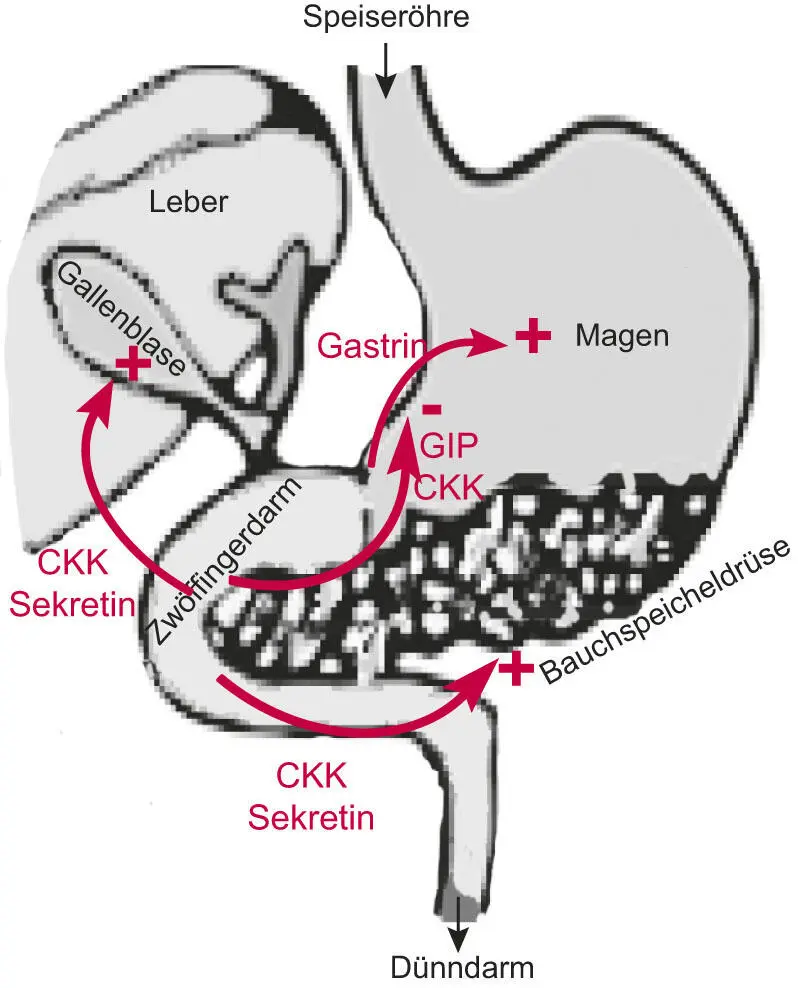 Abb 15 Das Peptidhormon Gastrin wirkt stimulierend auf die Magenaktivität - фото 7