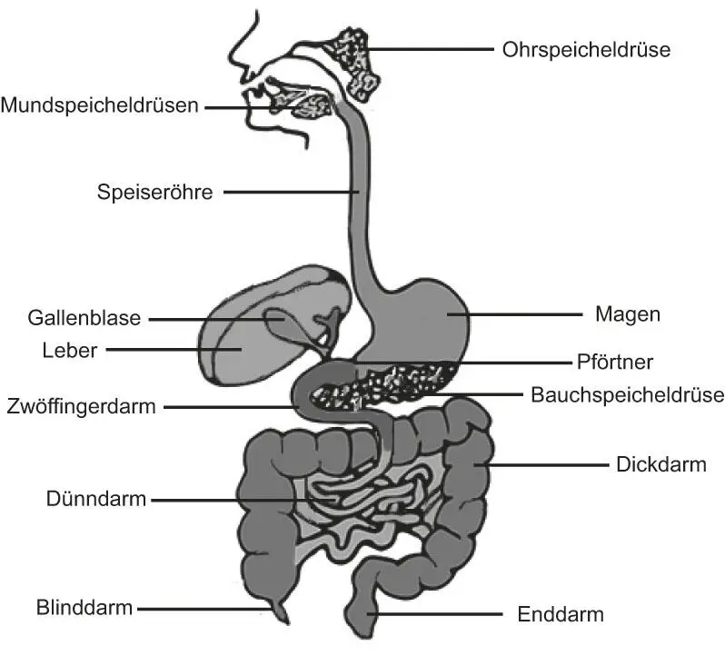 Abb 12 Anatomie des Verdauungssystems und der akzessorischen Drüsen 2 Warum - фото 4
