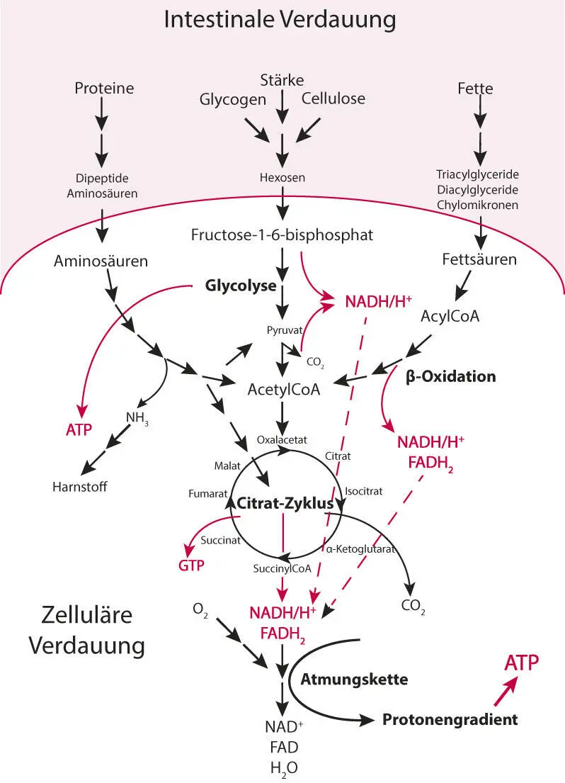 Abb 11 Der intestinale Verdauungsvorgang zerlegt die komplexen - фото 3