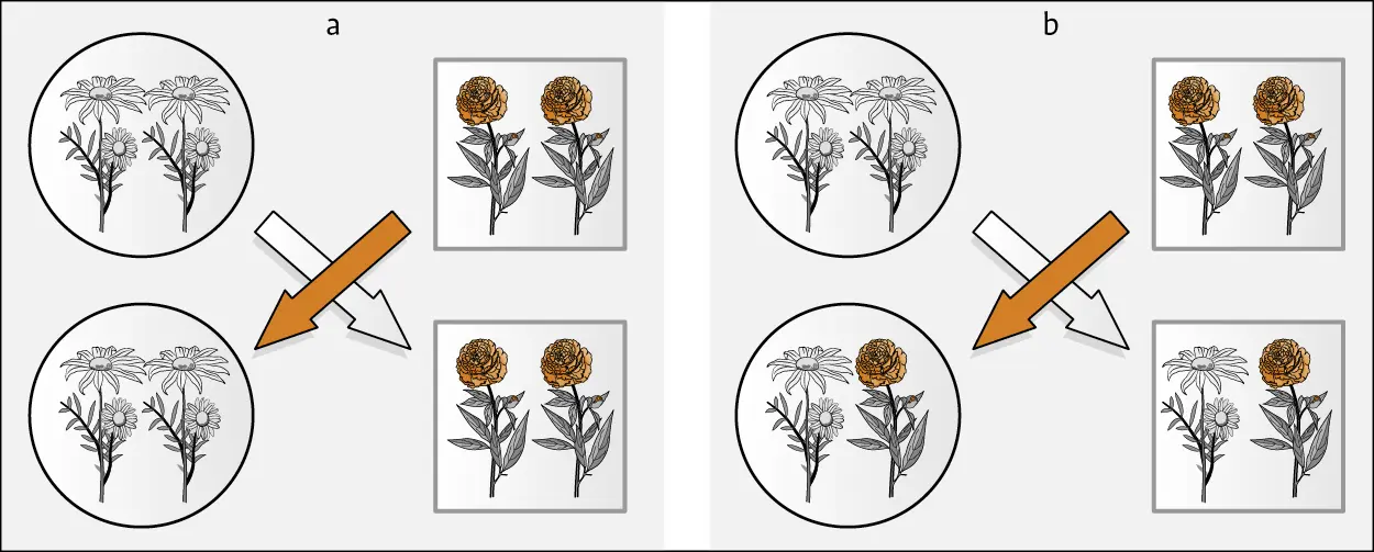 Abb 21 Reziproke Transplantationsexperimente Dabei werden Individuen - фото 9