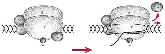 Abb 12 Schematischer Aufbau der bakteriellen RNAPolymerase Bakterien haben - фото 4