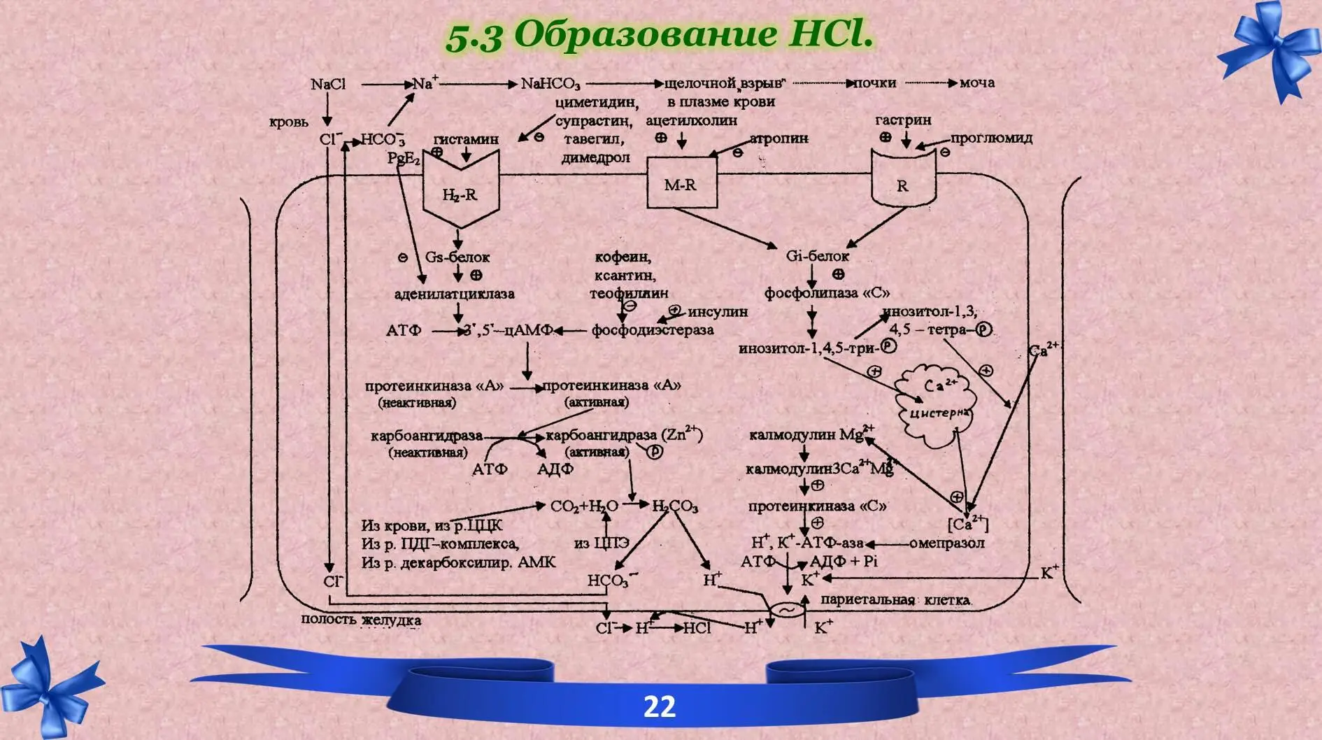 54 Регуляция HCl 55 Определение HCl в клинике - фото 7