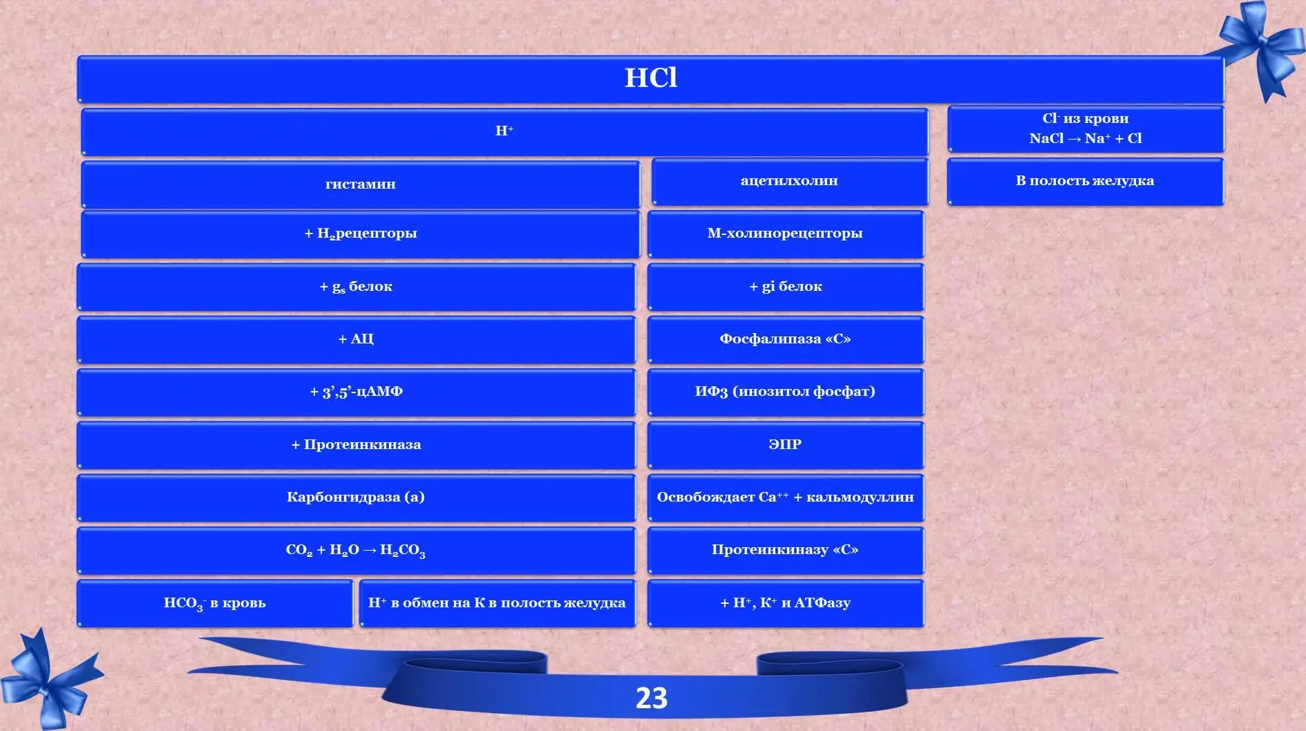 54 Регуляция HCl 55 Определение HCl в клинике - фото 8