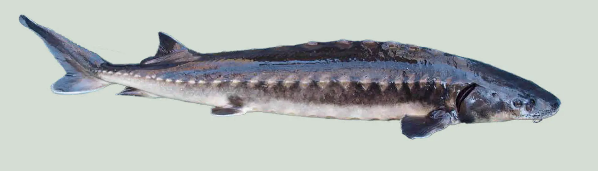 Adriatischer Stör Familie Störe Acipenseridae Adriatischer Stör Acipenser - фото 70